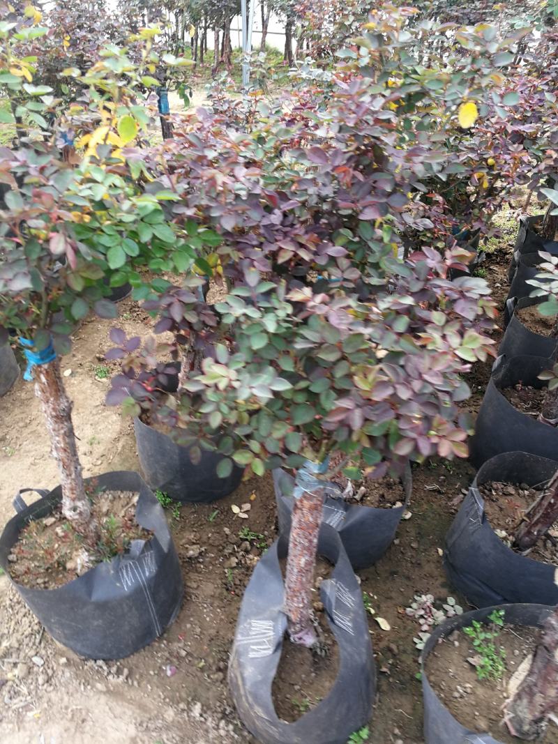 树状月季高杆月季苗圃现挖现发规格齐全技术指导