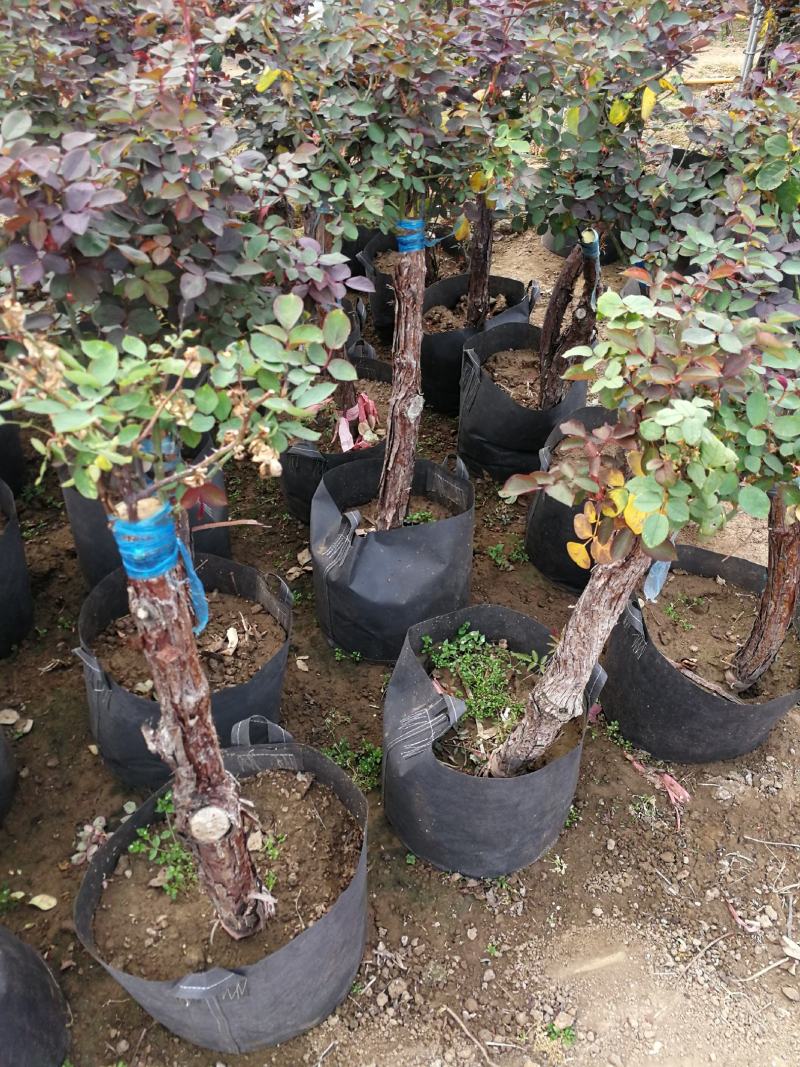 树状月季高杆月季苗圃现挖现发规格齐全技术指导