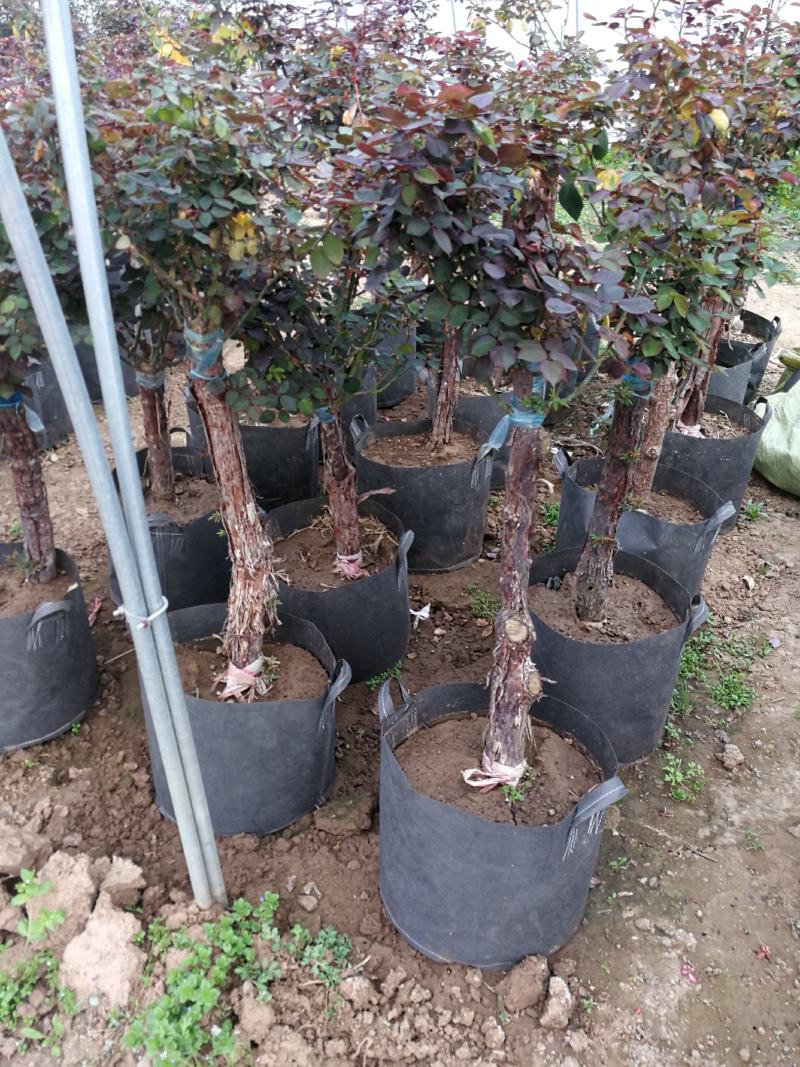 树状月季高杆月季苗圃现挖现发规格齐全技术指导