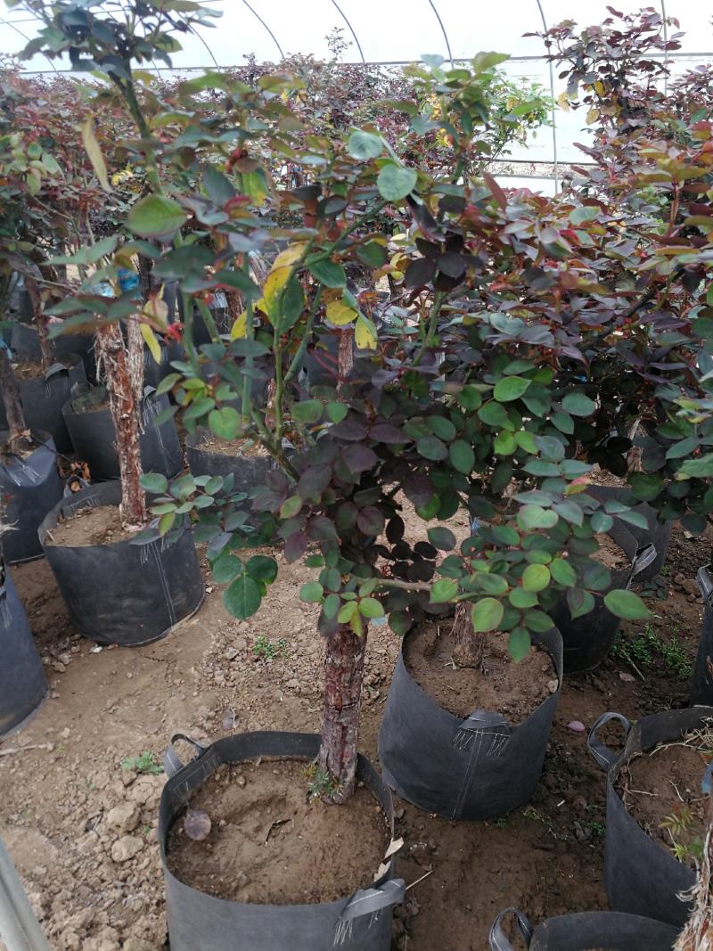 树状月季高杆月季苗圃现挖现发规格齐全技术指导