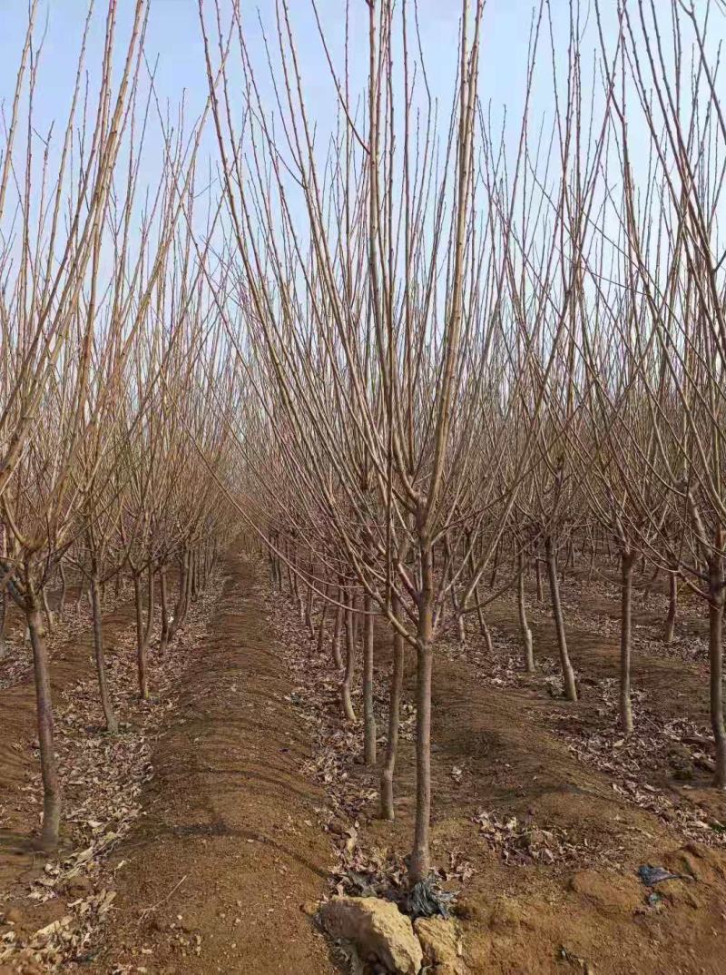 大红袍李子树，品种李子树