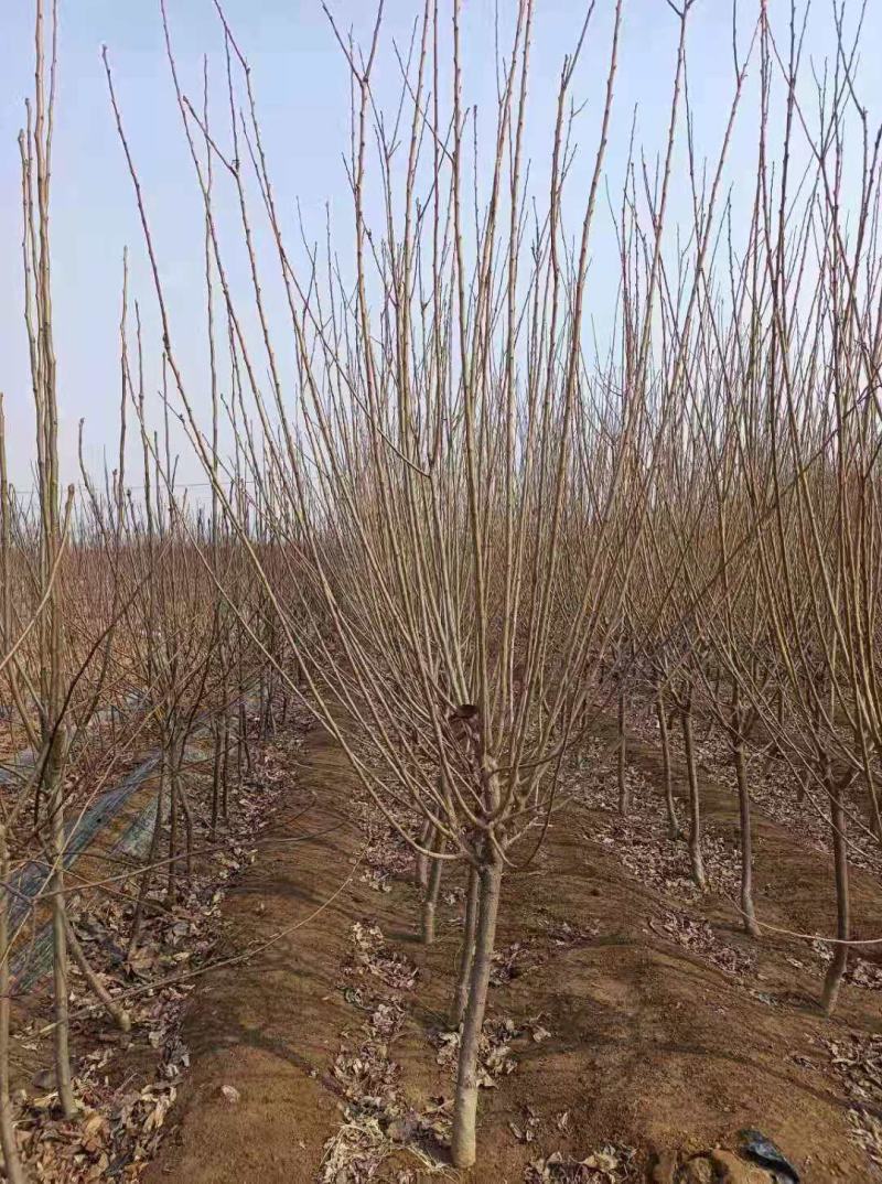 大红袍李子树，品种李子树