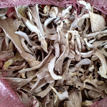 蘑菇干大量现货，按质论价