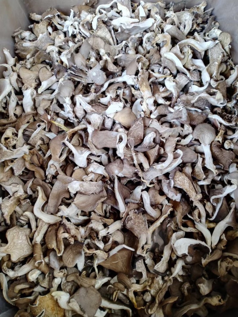 蘑菇干大量现货，按质论价