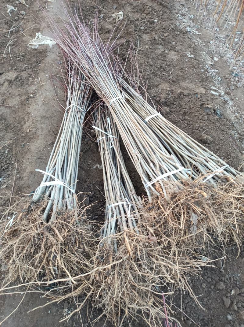大红袍李子树，品种李子树