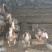 人工养殖飞天野鸭肉质鲜美。