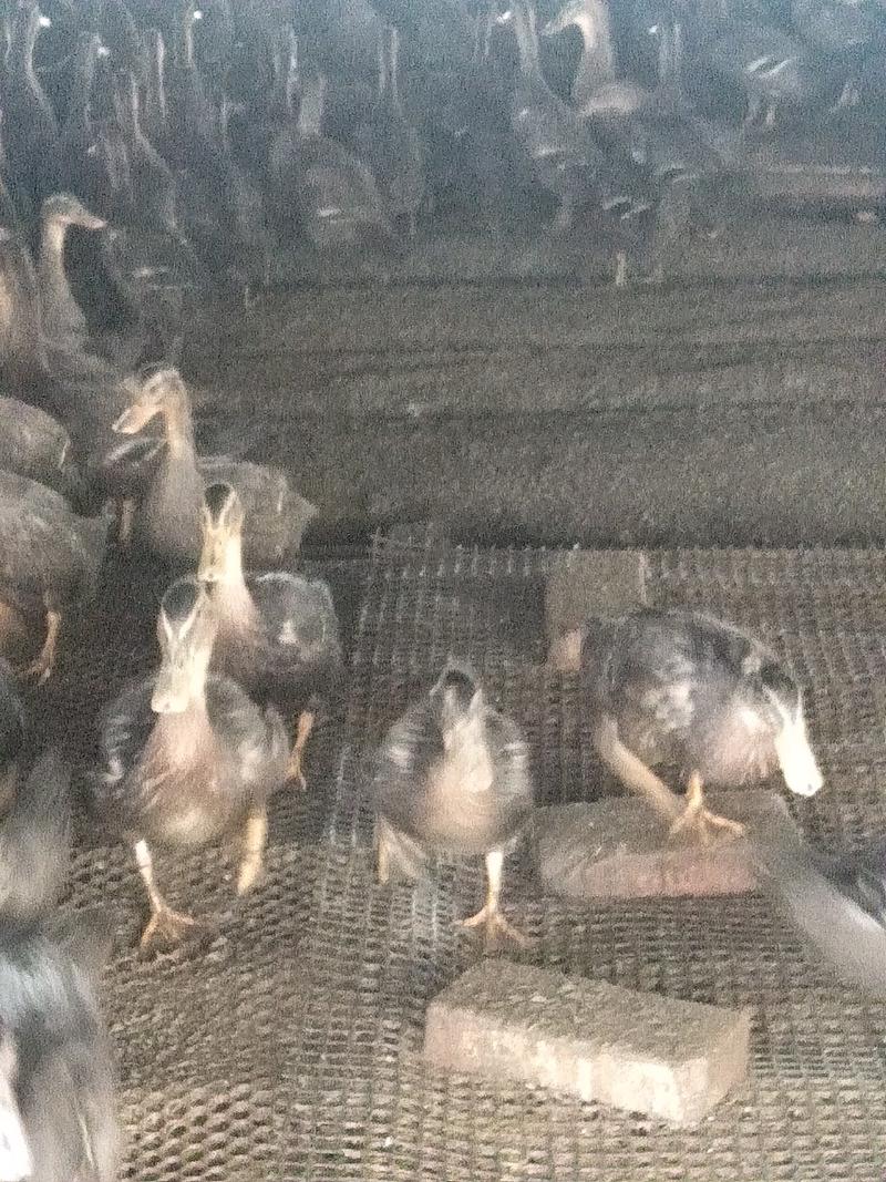 人工养殖飞天野鸭肉质鲜美。