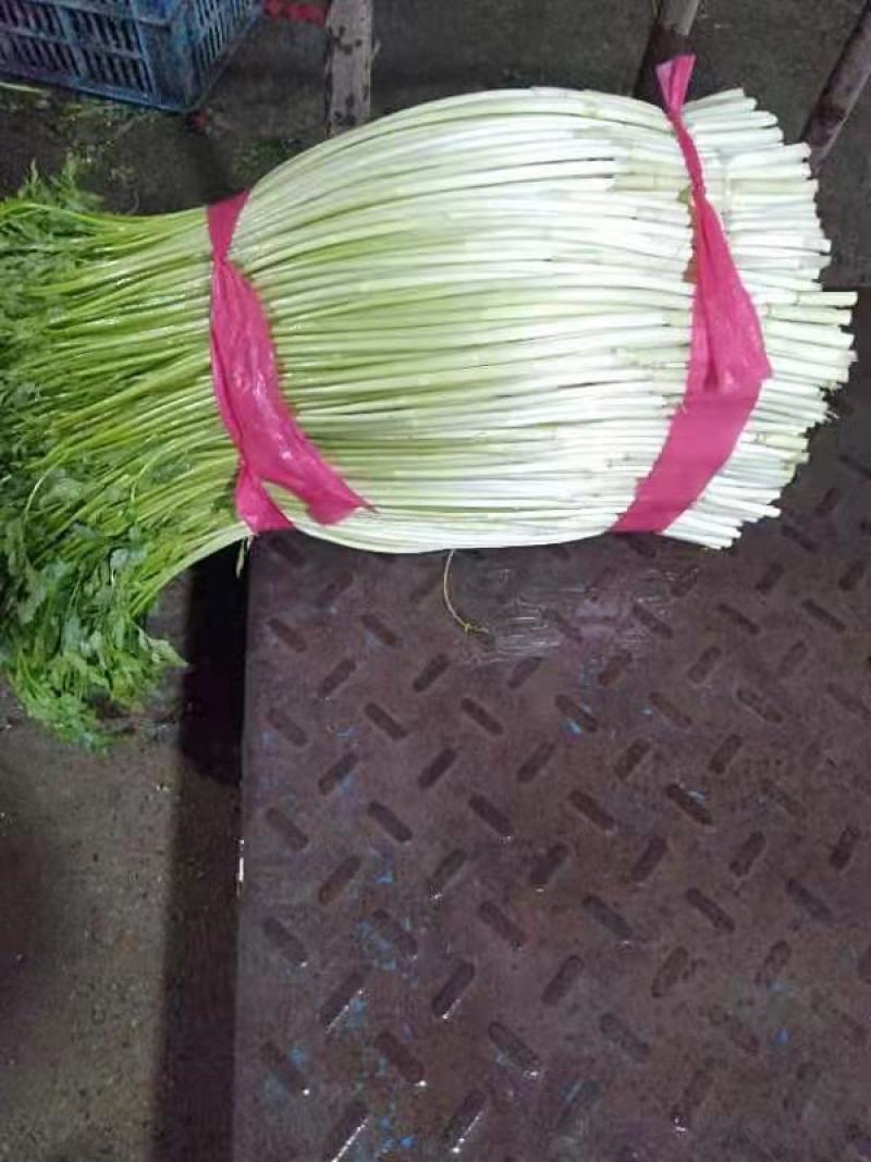 水芹，水芹菜，扬州长白芹，香芹，净芹，光水芹，