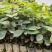 黄花风铃，黄花多花风铃小袋苗，优质黄花风铃苗供应，