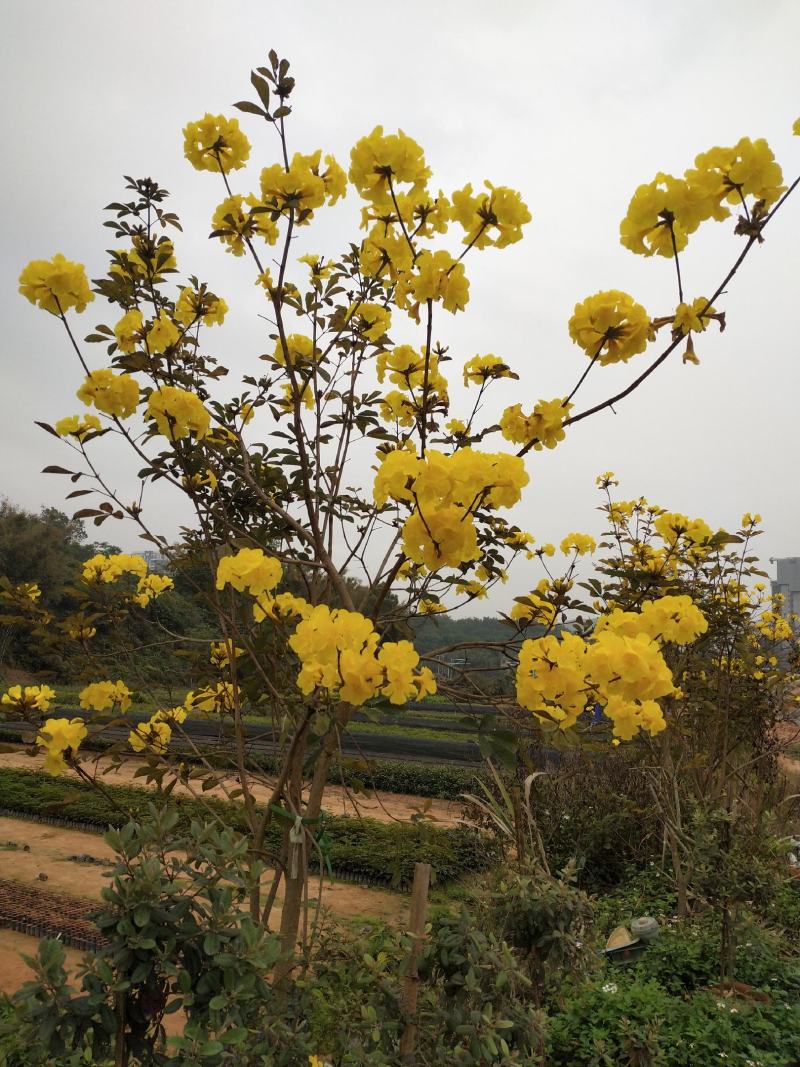 黄花风铃，黄花多花风铃小袋苗，优质黄花风铃苗供应，