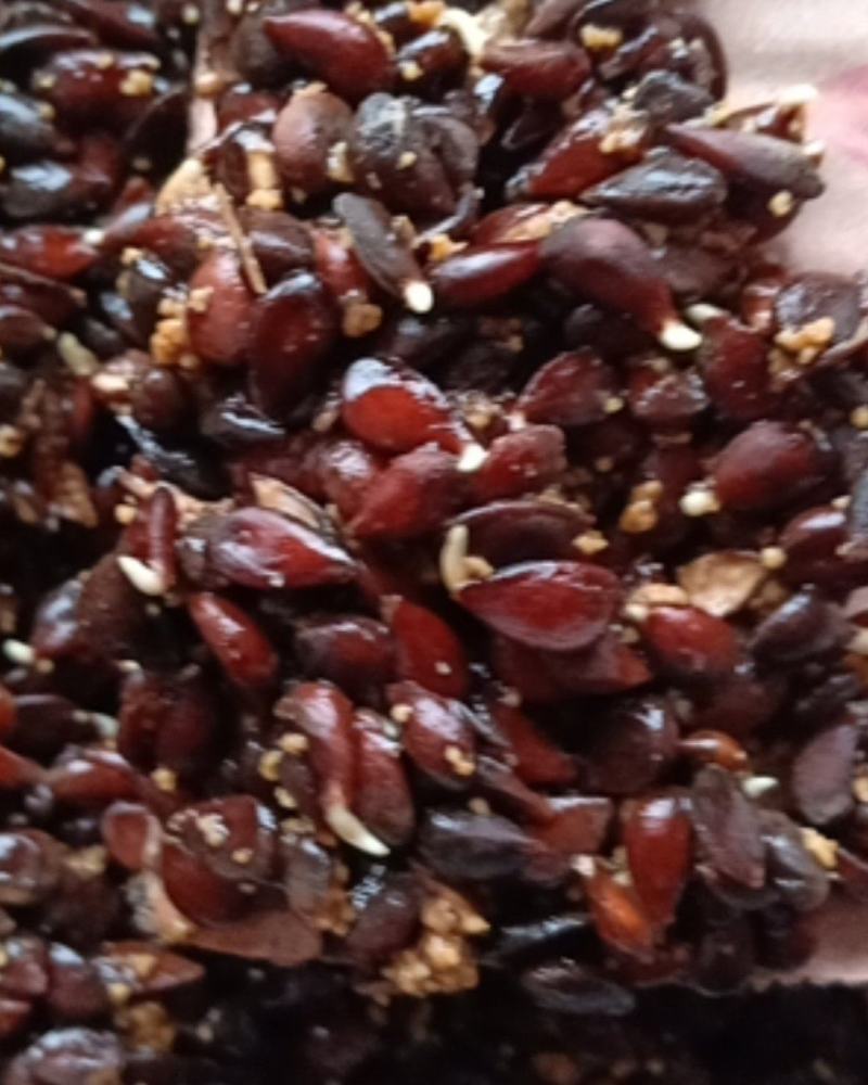 梨树种子新加工梨树种子籽粒饱满保证出芽率