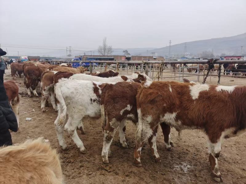 各类品种条子牛，肉牛有需要的老板联系，货源充足，品种繁多