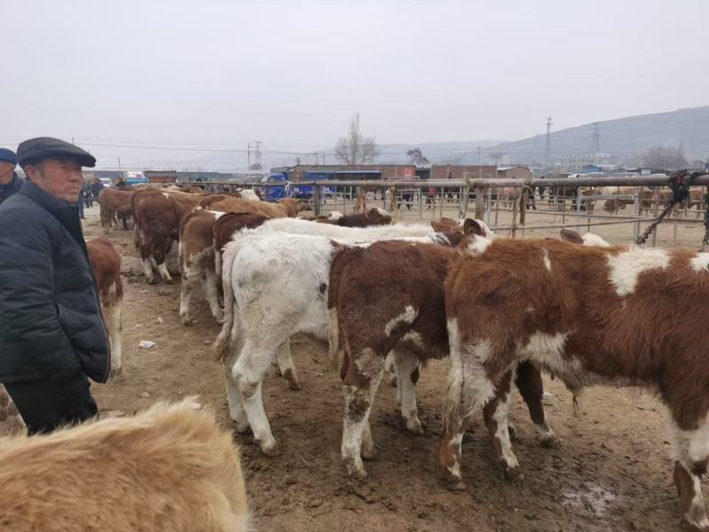 各类品种条子牛，肉牛有需要的老板联系，货源充足，品种繁多