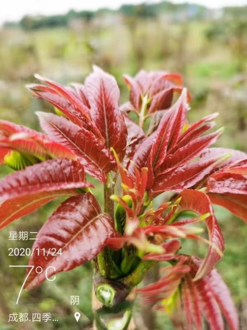 四川攀西四季香椿树苗种植技术