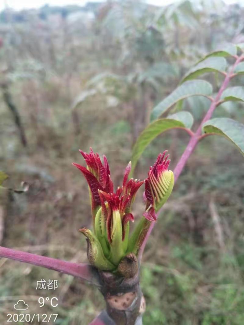 四川攀西四季香椿树苗种植技术