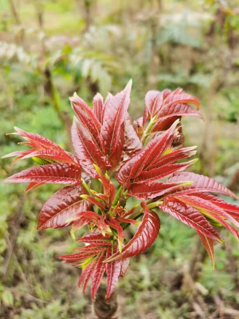 四川攀西四季香椿树苗种植技术