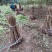 四川攀西四季香椿树苗种植技术