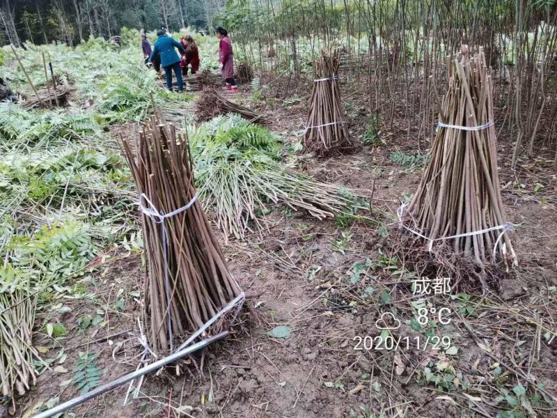 四川攀西四季香椿树苗种植技术