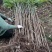 四川攀西四季香椿树苗种植技术