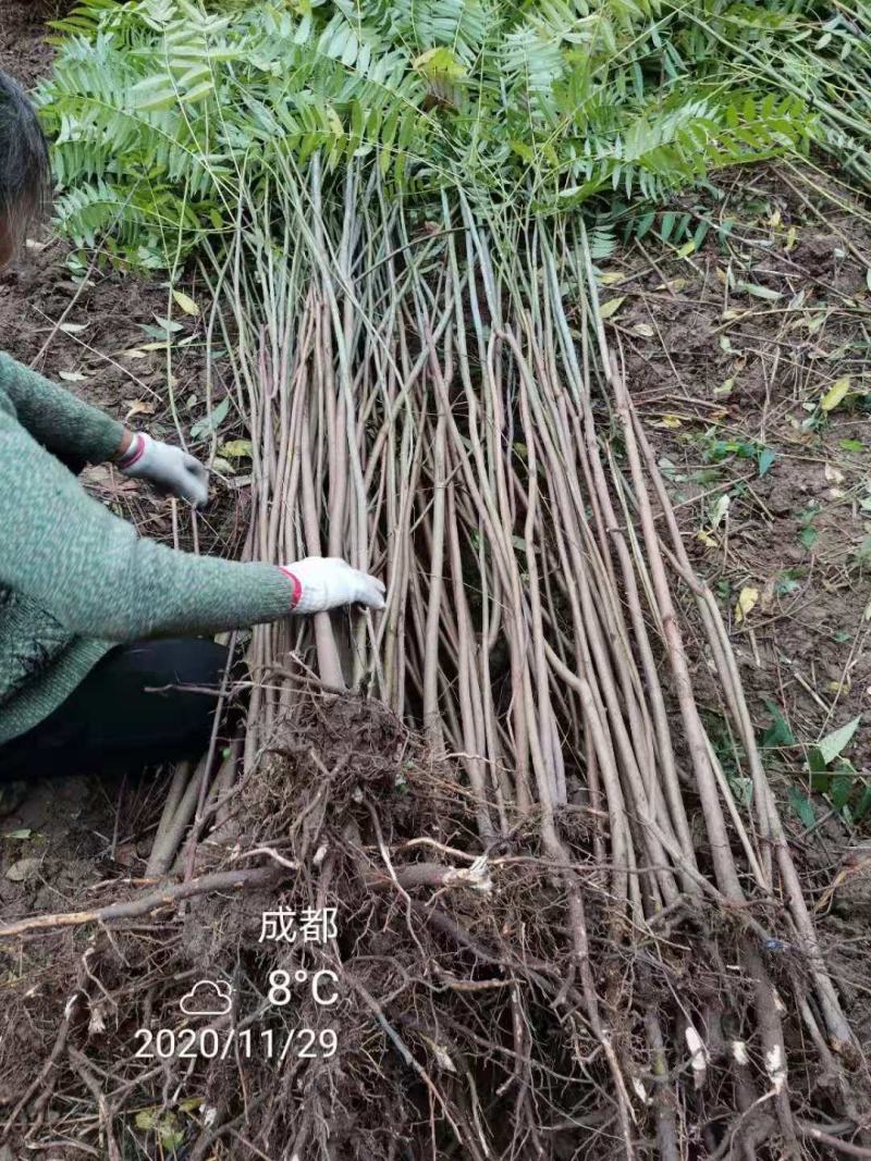 四川攀西四季香椿树苗种植技术