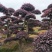 造型红花继木桩景、造型红继木、红花继木造型