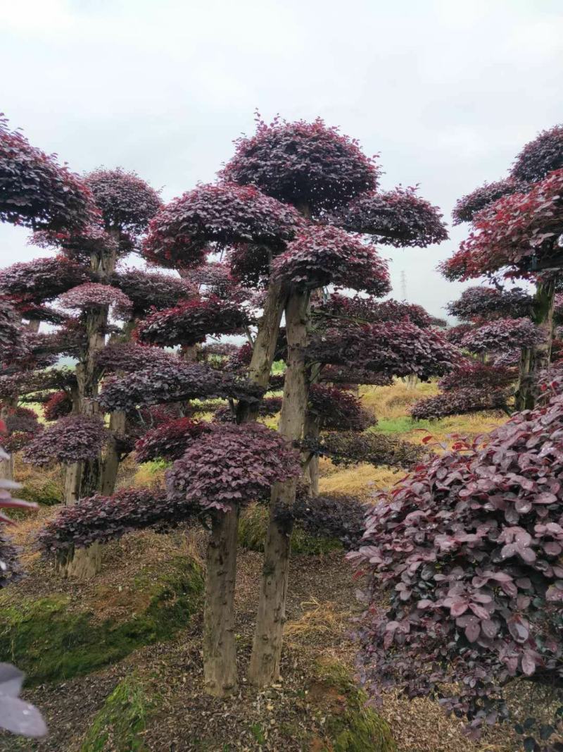 造型红花继木桩景、造型红继木、红花继木造型