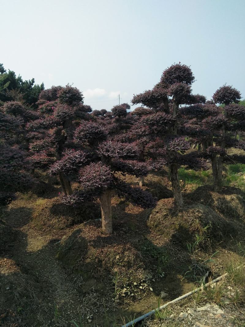 造型红花继木桩景、造型红继木、红花继木造型