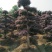 造型红花继木桩景、造型红继木、红花继木造型