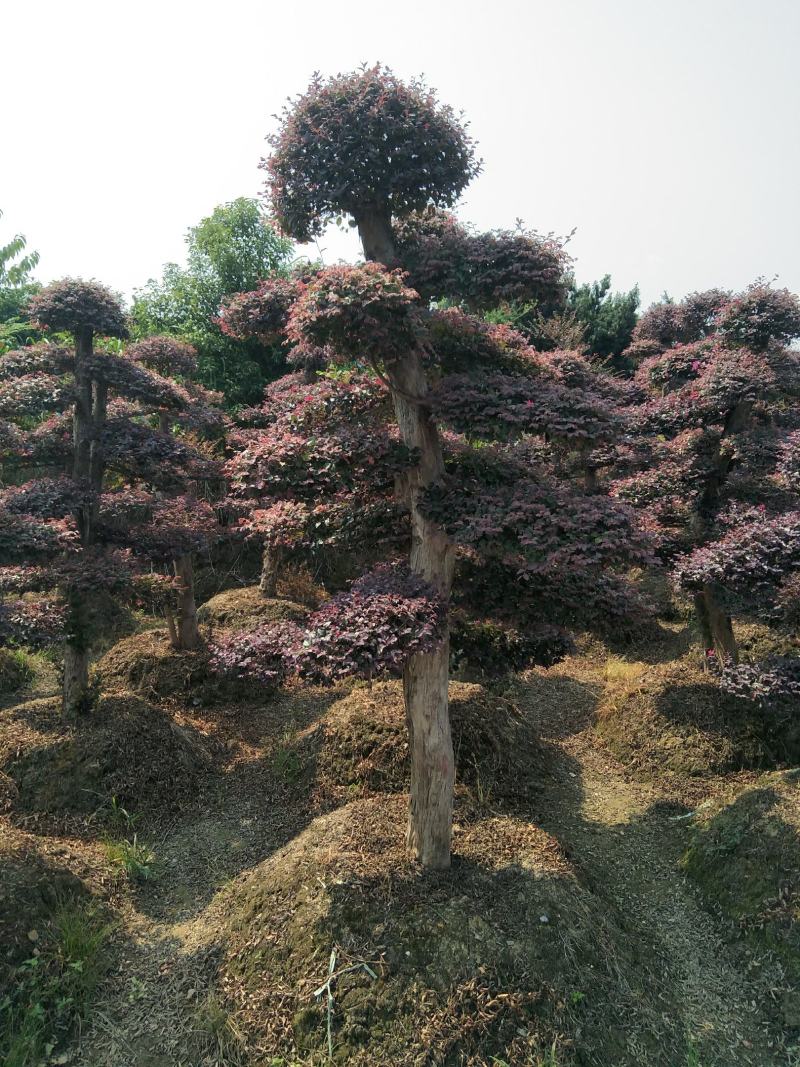 造型红花继木桩景、造型红继木、红花继木造型