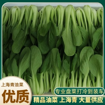 产地直供上海青，山东小油菜，大量供应，诚信为本，质量保证