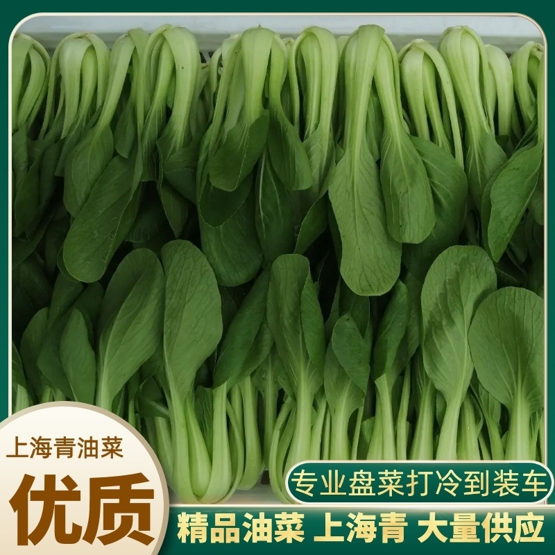 产地直供上海青，山东小油菜，大量供应，诚信为本，质量保证