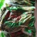【源头厂家】沂蒙山露天红香椿芽手工腌制红香椿咸菜