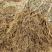 水杨桃，抗菌，耐干，可嫁接各种猕猴桃苗，包成活