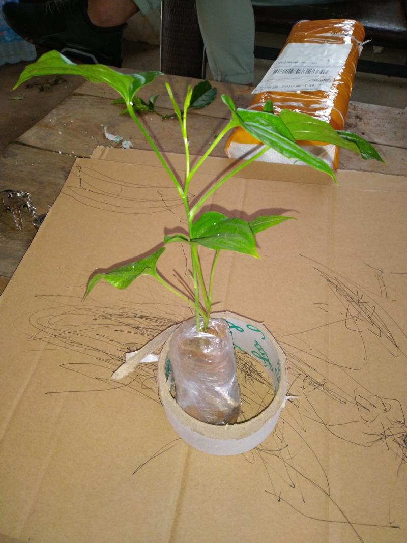 名贵中药百部苗，根部已结薯，产量高