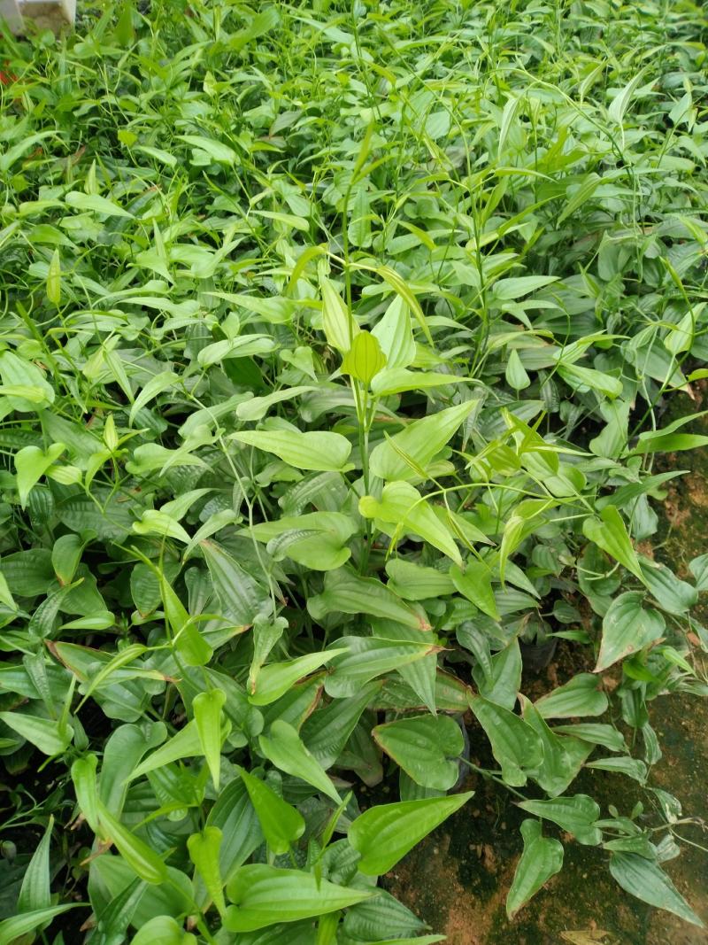 名贵中药百部苗，根部已结薯，产量高