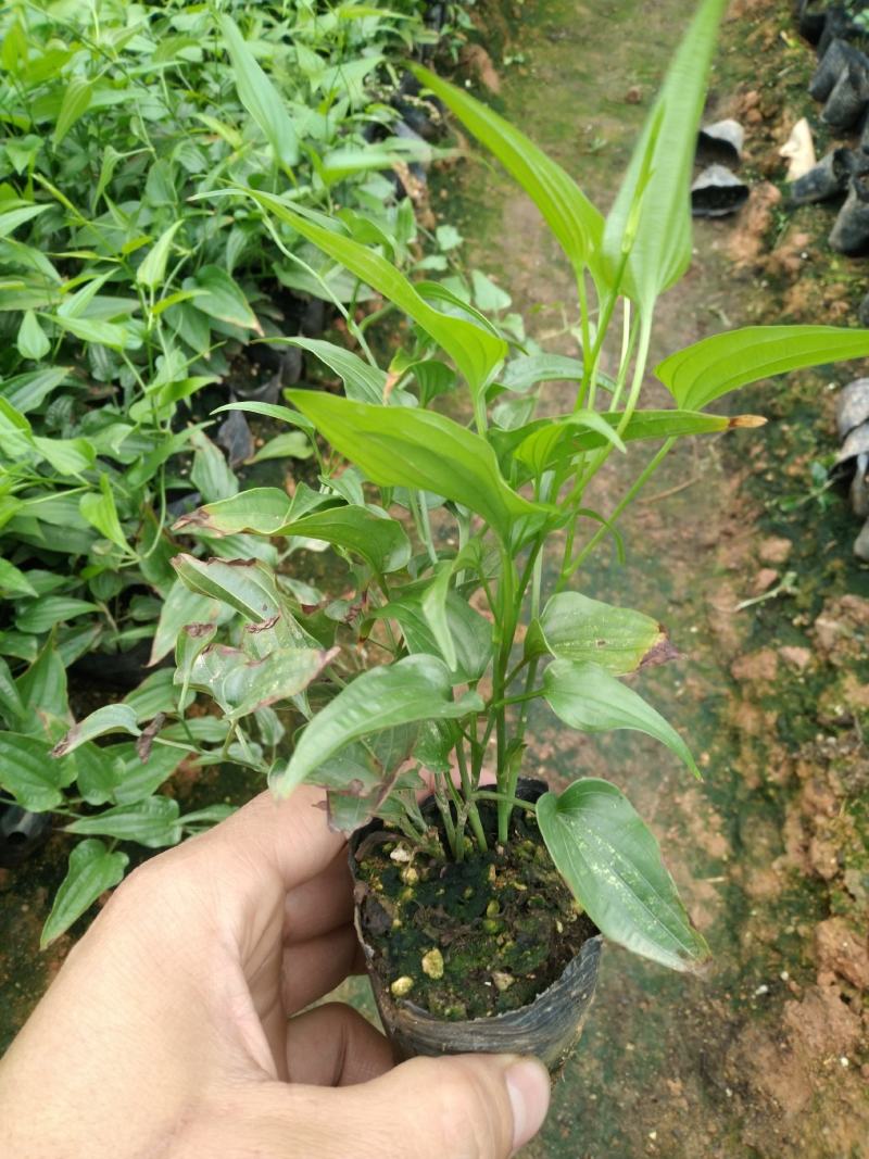 名贵中药百部苗，根部已结薯，产量高