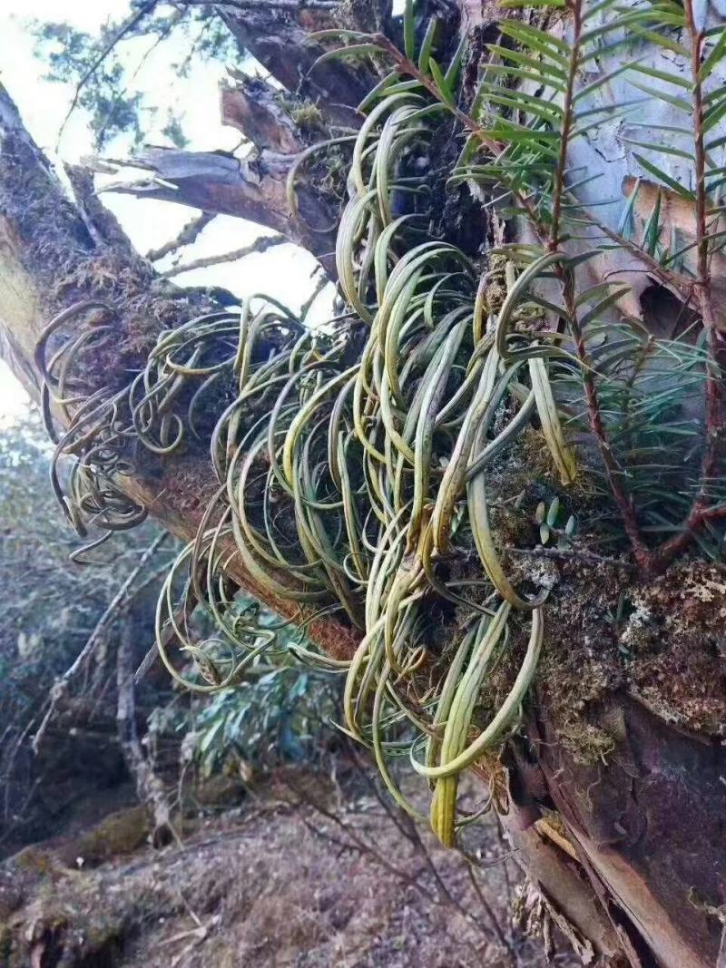 化石草（源自中缅边境）纯野生，海拔1800米