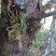 化石草（源自中缅边境）纯野生，海拔1800米
