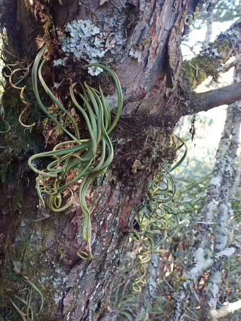 化石草（源自中缅边境）纯野生，海拔1800米