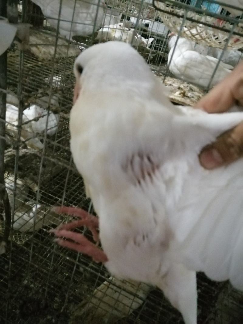肉鸽养殖场地五谷杂粮喂养