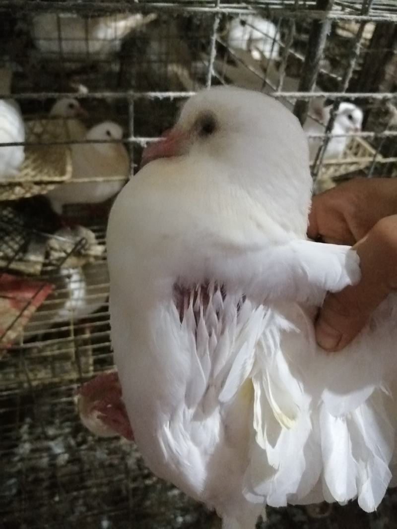 肉鸽养殖场地五谷杂粮喂养