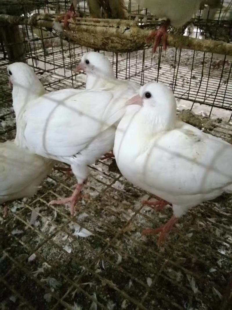 肉鸽养殖场地五谷杂粮喂养