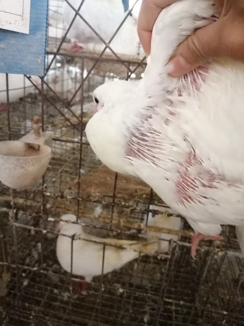 肉鸽养殖场地五谷杂粮喂养