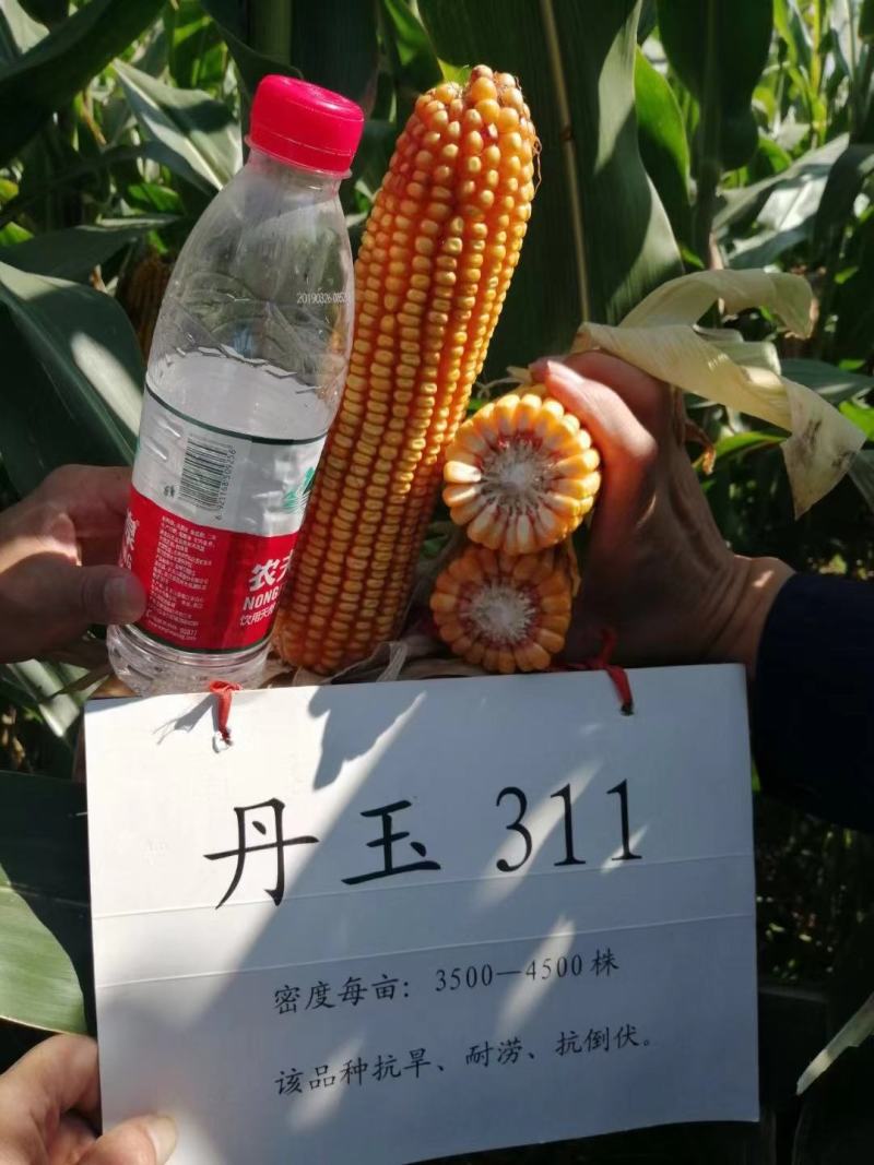 丹玉311玉米种8000粒厂家正品高产品种包邮