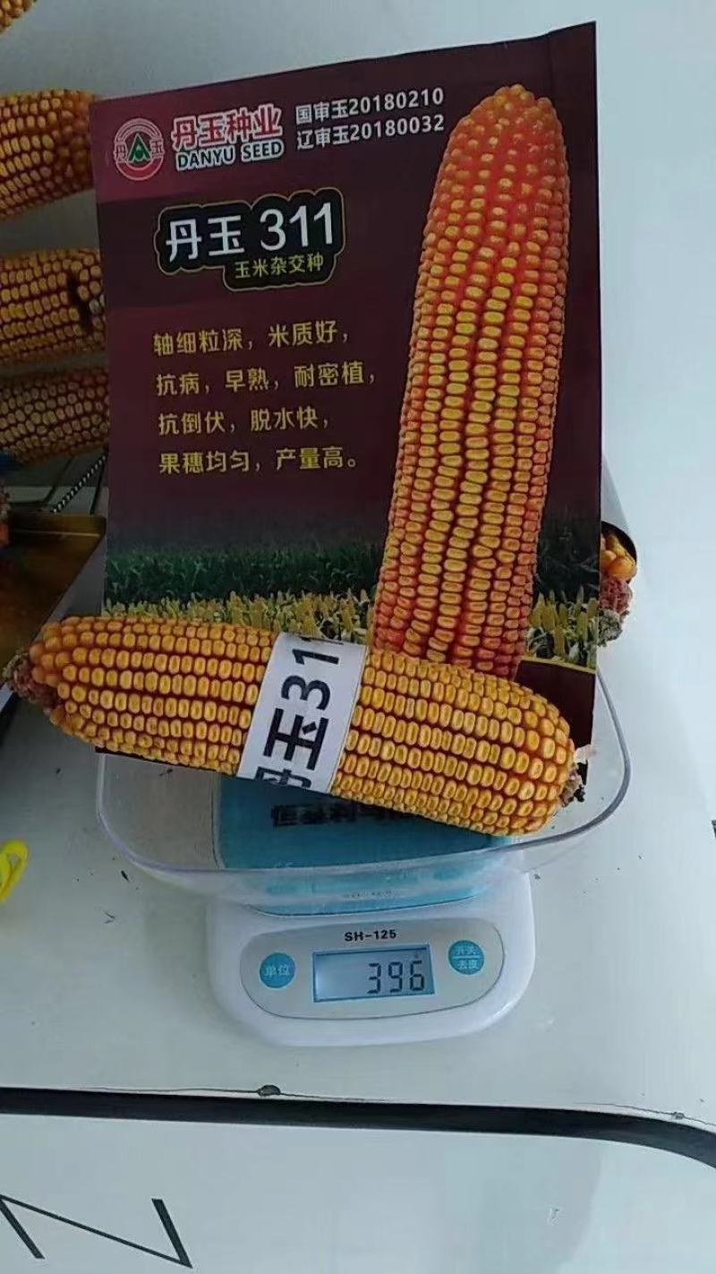 丹玉311玉米种8000粒厂家正品高产品种包邮