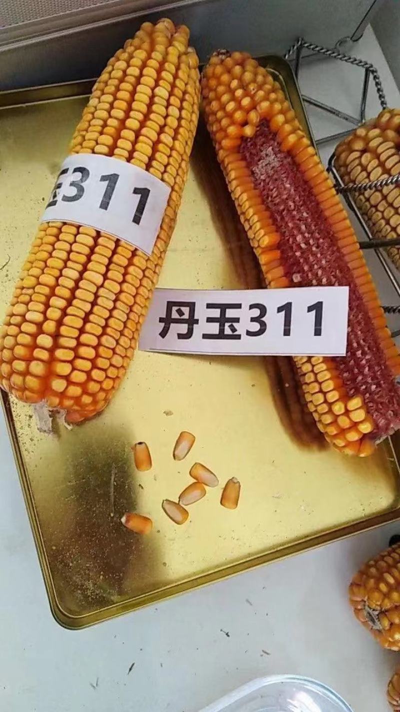 丹玉311玉米种8000粒厂家正品高产品种包邮