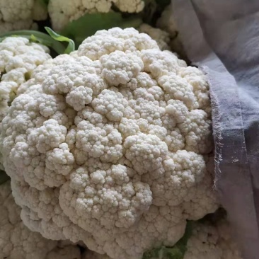 小花有机花菜，地址发全国各地，质量好品质好