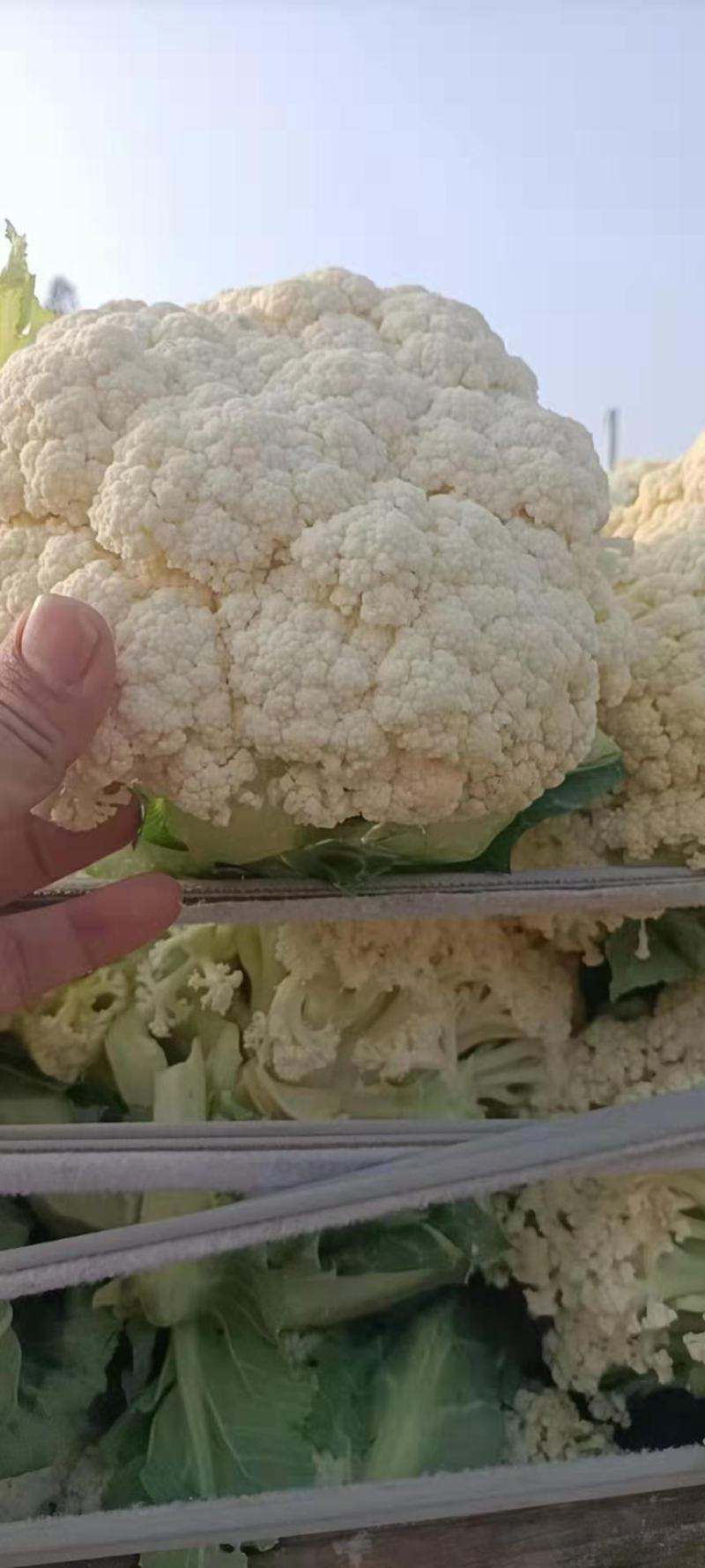 小花有机花菜，地址发全国各地，质量好品质好
