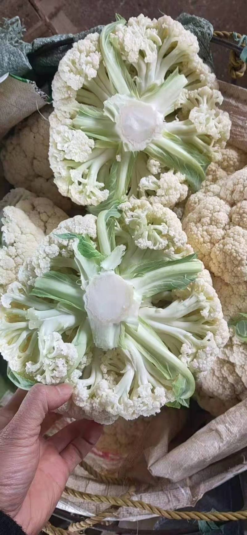 小花有机花菜，地址发全国各地，质量好品质好
