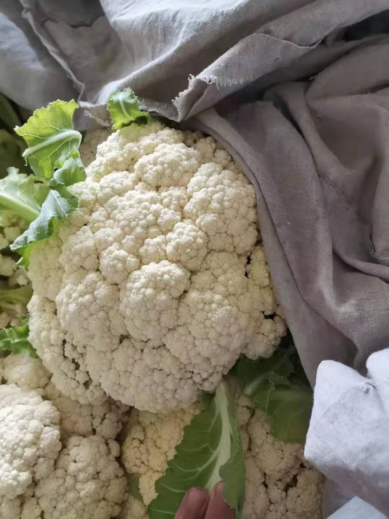 小花有机花菜，地址发全国各地，质量好品质好